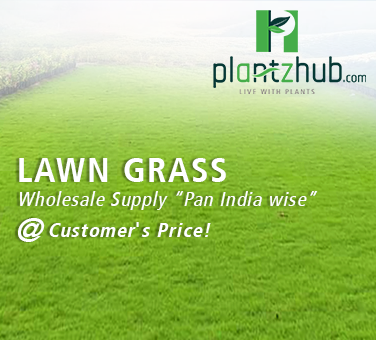 Lawn Grass Wholesale Supply Pan India wise at Customer's Price!
